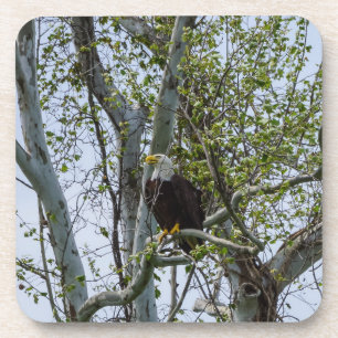 Eagle Watch out Getränkeuntersetzer