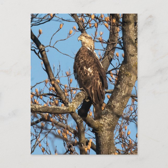 Eagle Youngster Postkarte (Vorderseite)