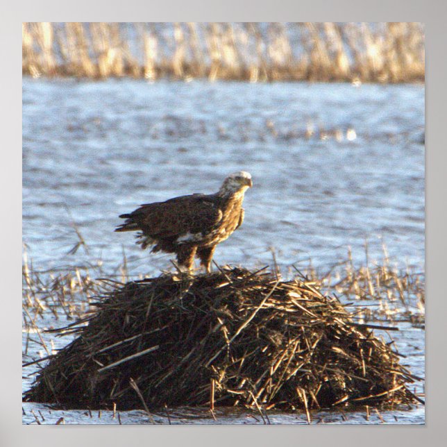 Eagles Foto Poster (Vorne)
