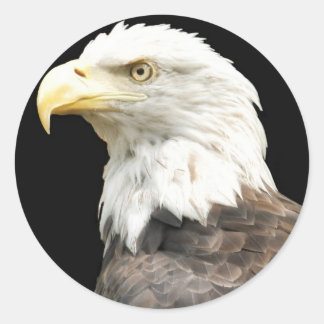 Eagles Stare Runder Aufkleber