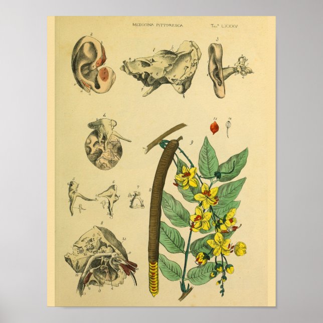 Ear Medicinal Pflanze Anatomie Art Print Poster (Vorne)