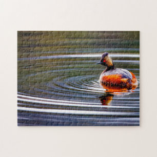 Eared Grebe Duck Wyoming. Puzzle