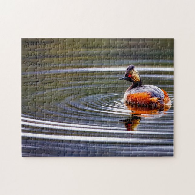 Eared Grebe Duck Wyoming. Puzzle (Horizontal)