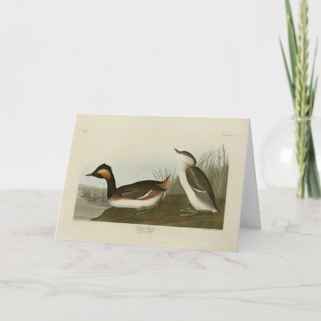 Eared Grebe (Schwarzhalskraut) - Audubon Karte (Vorderseite)
