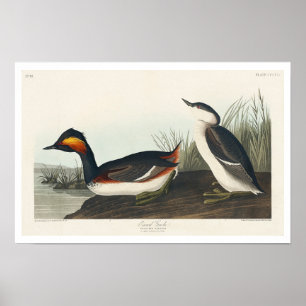 Eared Grebe von Audubon Poster