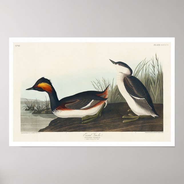 Eared Grebe von Audubon Poster (Vorne)