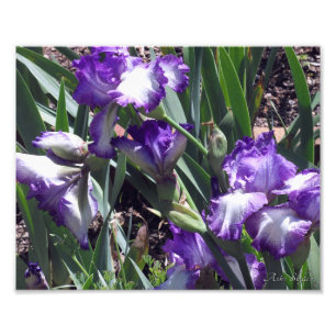 Earl of Essex Irises Fotodruck