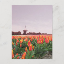 Early Morning Tulip Field & Windmill Holland Postkarte