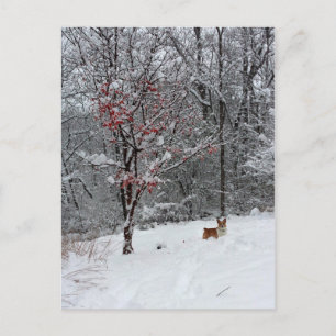 Early Snow Postkarte