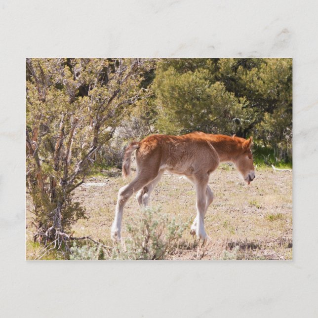 Early Strides Postkarte (Vorderseite)