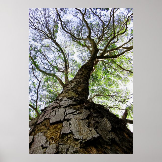 Earpod Tree Poster (Vorne)