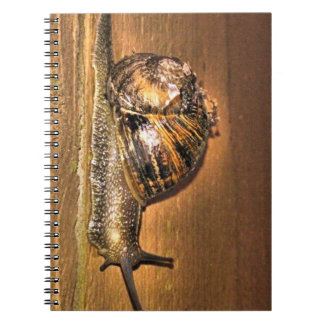 Earthbound Explorer - Macro of Snail on Bark Notizblock