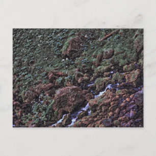 EarthTone Postkarte