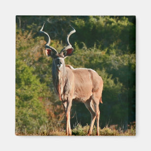East Cape Kudu Magnet