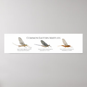 East Coast Mayfly Art Poster