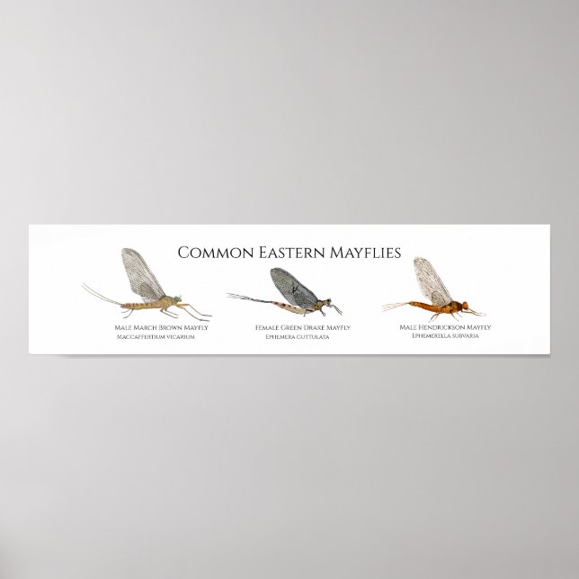 East Coast Mayfly Art Poster (Vorne)