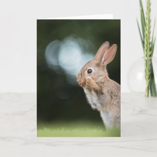 Easter Bunny Nature Photo Karte