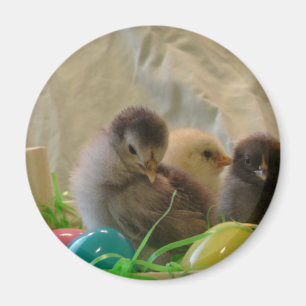 Easter Chicks Magnet