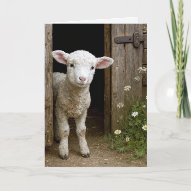 Easter Lamb In Barn Door Karte (Vorderseite)