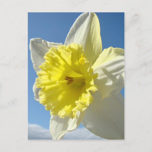 EASTER Postkarten 11 Blume Pinsel Postkarte (Vorderseite)