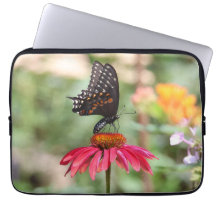 Eastern Black Frack auf Cone Blume