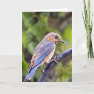 Eastern Blue Bird Blank Note Card Karte