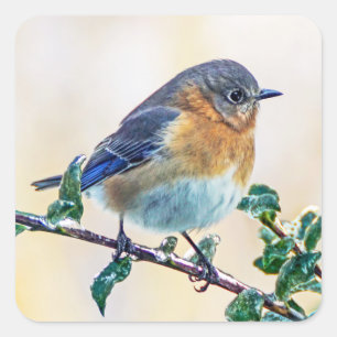 Eastern Bluebird auf eisbedecktem Limb-Aufkleber Quadratischer Aufkleber