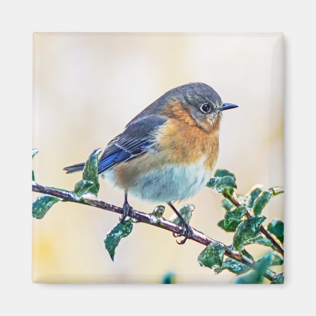 Eastern Bluebird auf Limb Square Magnet (Vorne)