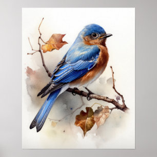 Eastern Bluebird Bird Art Print Poster