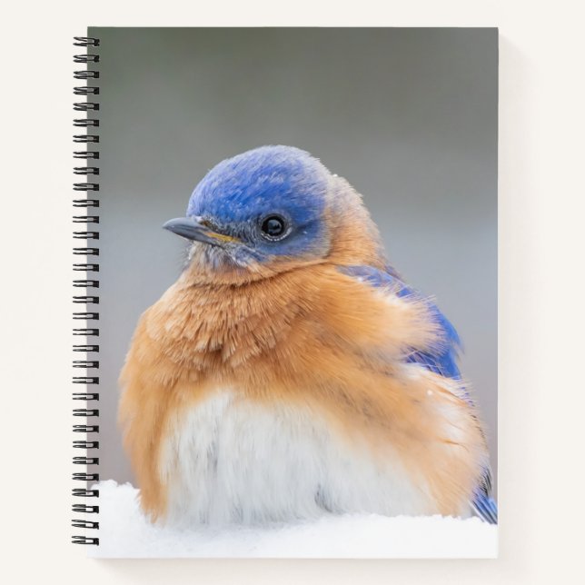 Eastern Bluebird Bird Office - Geschenke für Noteb Notizbuch (Vorderseite)