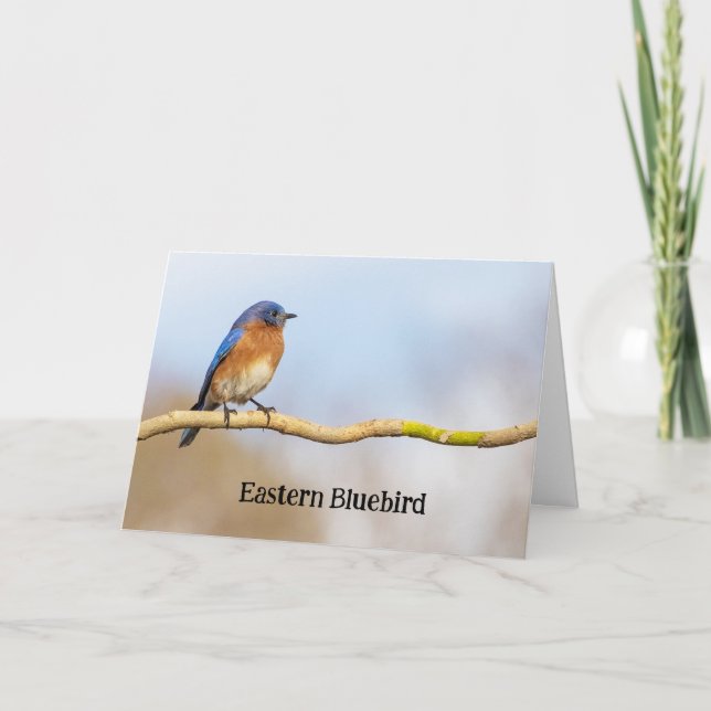 Eastern Bluebird Dankeskarte (Vorderseite)