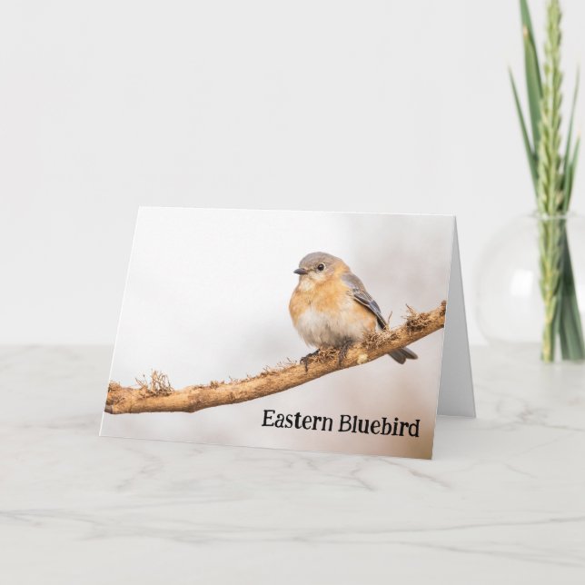 Eastern Bluebird Dankeskarte (Vorderseite)