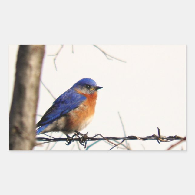 Eastern Bluebird Foto Rechteckiger Aufkleber (Vorderseite)