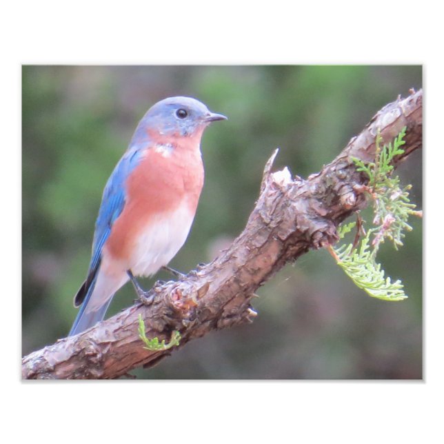 Eastern Bluebird Fotodruck (Vorne)