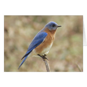 Eastern Bluebird Grußkarte