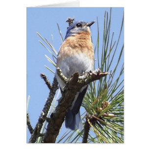 Eastern Bluebird Grußkarte