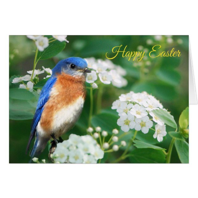 Eastern Bluebird Grußkarte (Vorderseite (Horizontal))