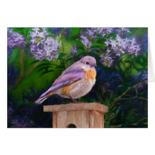 Eastern Bluebird in Snow - Original Foto