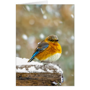 Eastern Bluebird in Snow - Original Foto