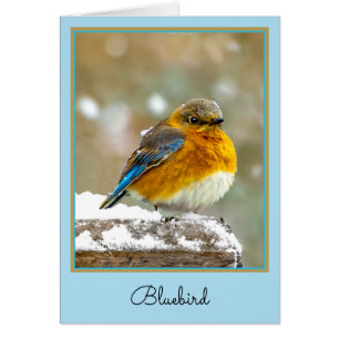 Eastern Bluebird in Snow - Original Foto