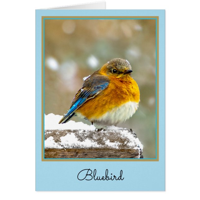 Eastern Bluebird in Snow - Original Foto (Vorne)
