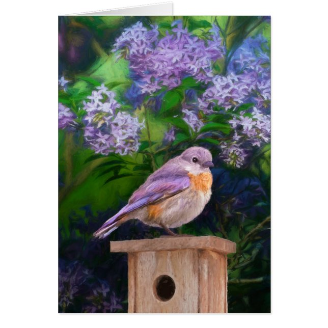 Eastern Bluebird in Snow - Original Foto (Vorne)