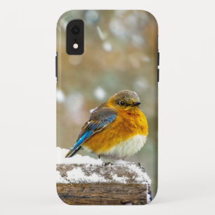 Eastern Bluebird in Snow - Original Foto Case-Mate iPhone Hülle