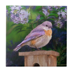 Eastern Bluebird in Snow - Original Foto Fliese