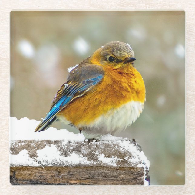 Eastern Bluebird in Snow - Original Foto Glasuntersetzer (Vorderseite)