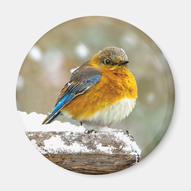 Eastern Bluebird in Snow - Original Foto Magnet (Vorne)
