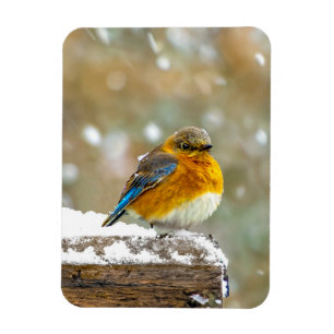 Eastern Bluebird in Snow - Original Foto Magnet