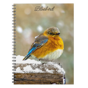 Eastern Bluebird in Snow - Original Foto Notizblock