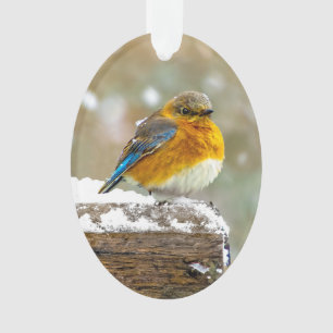 Eastern Bluebird in Snow - Original Foto Ornament