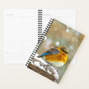 Eastern Bluebird in Snow - Original Foto Planer